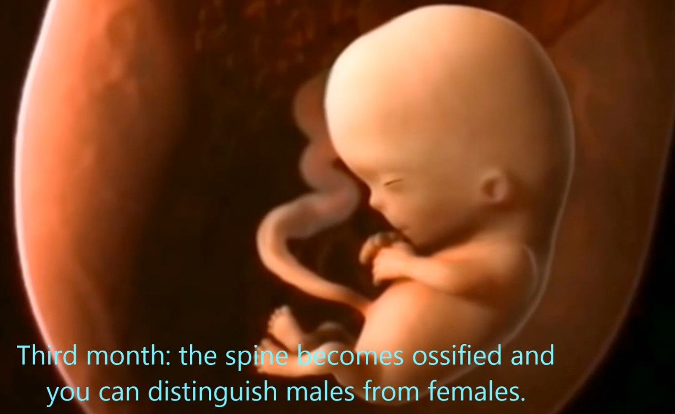 Un fotogramma di uno dei video da noi utilizzati: feto ad inizio terzo mese