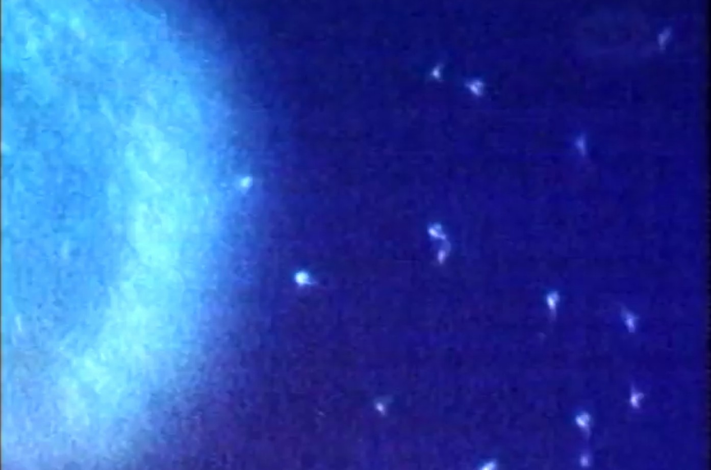 ovulo e spermatozoi