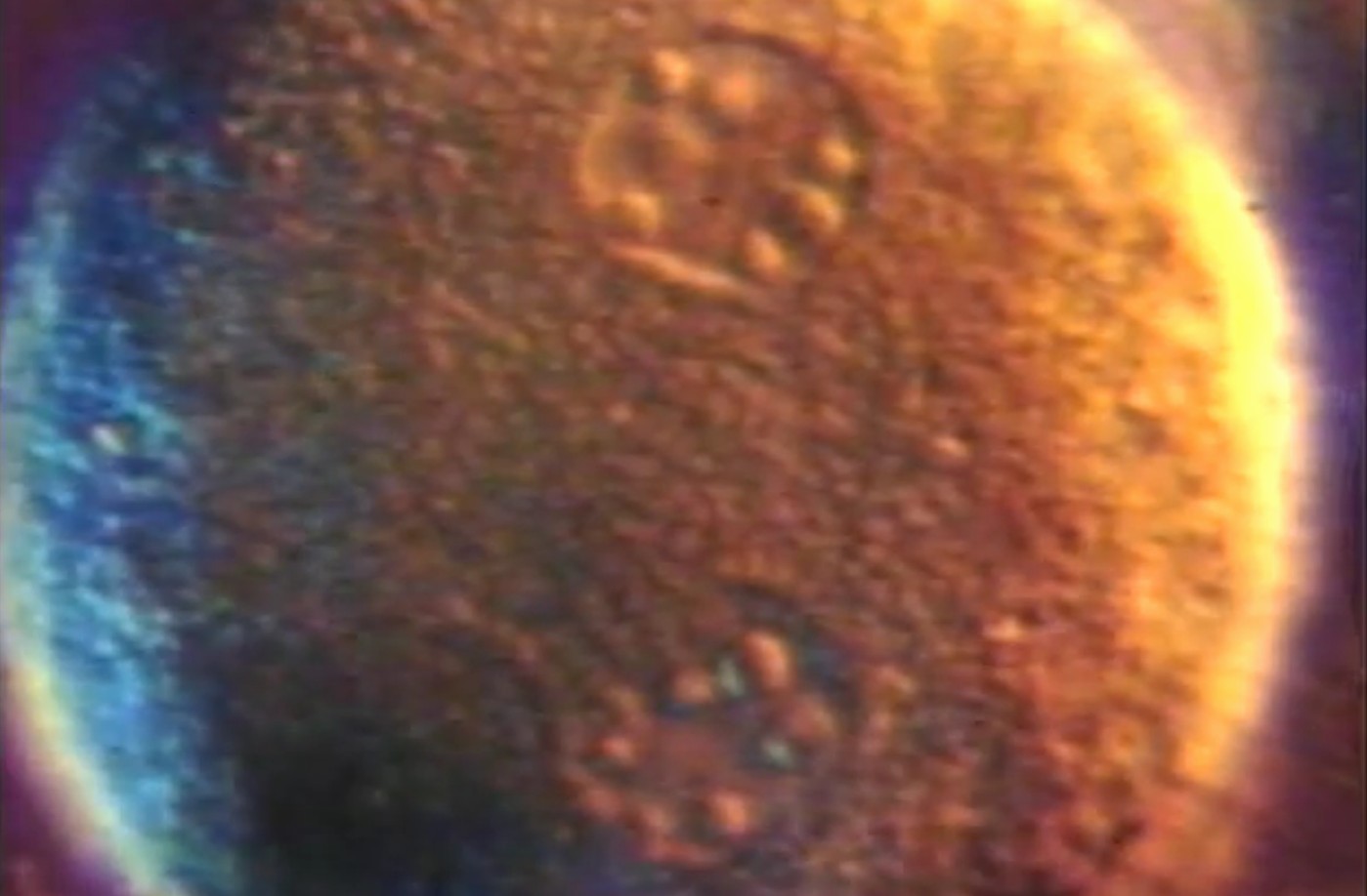 ovulo con 2 nuclei