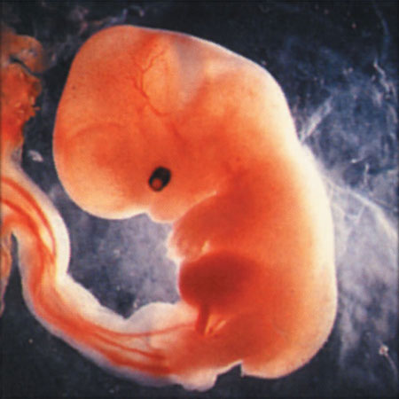 bambino all'ottava settimana di gestazione